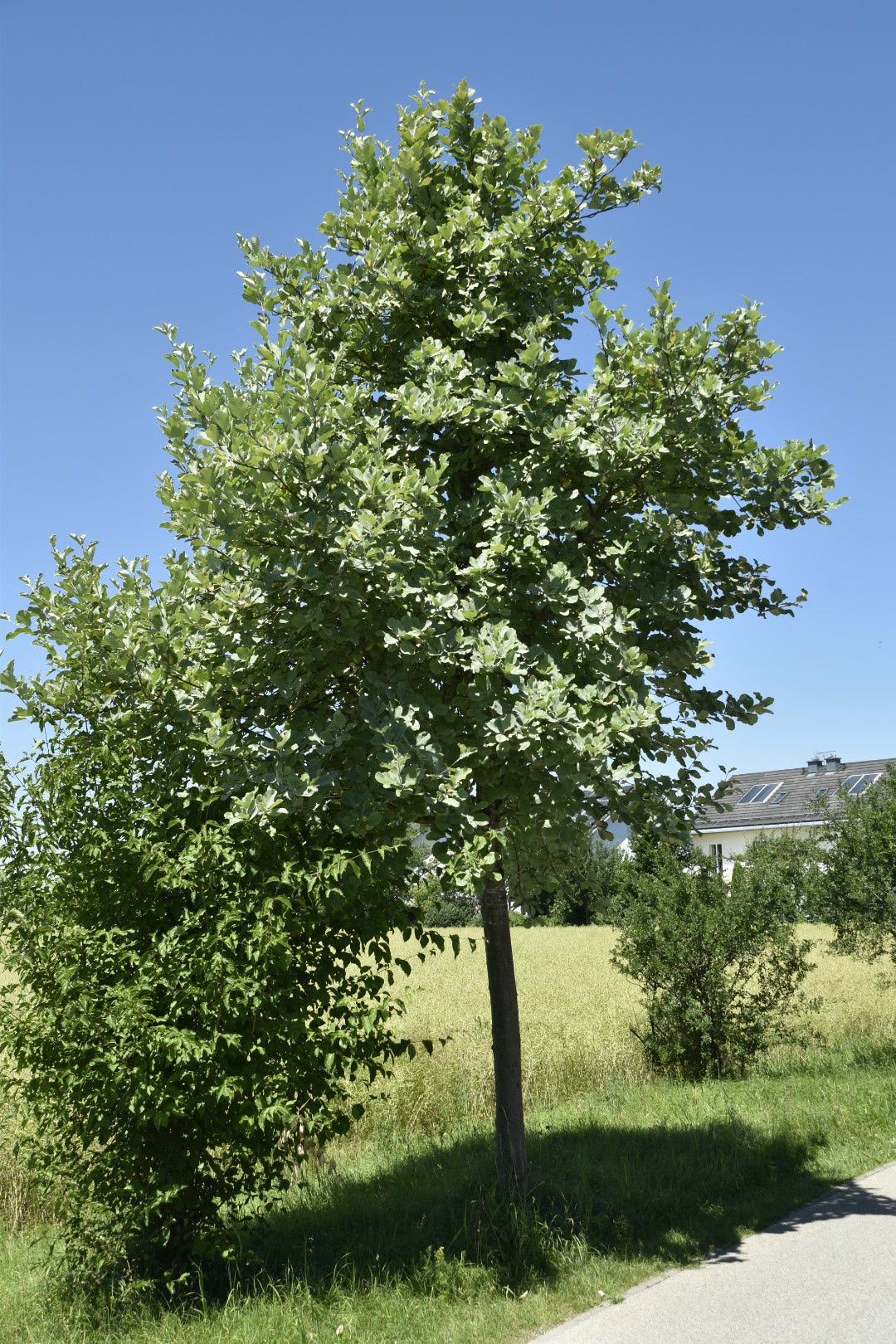 Mehlbeere (Sorbus aria)
