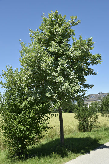Mehlbeere (Sorbus aria)