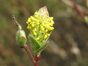 Moorweide (Salix repens)