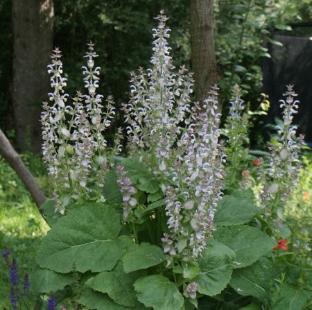 Muskateller-Salbei (Salvia sclarea)