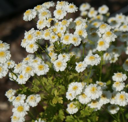 Mutterkraut (Tanacetum parthenium)