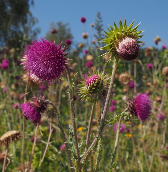 Nickende Distel (Carduus nutans)