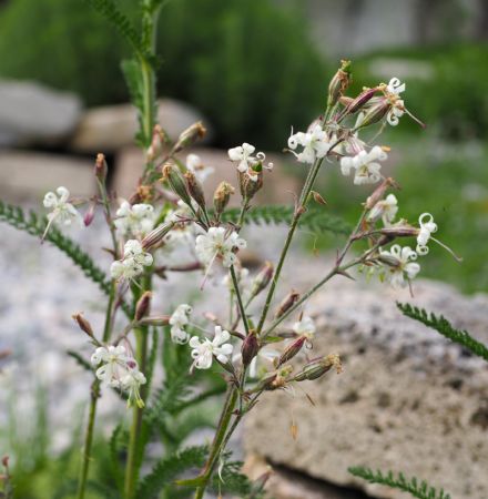 Nickendes Leimkraut (Silene nutans)