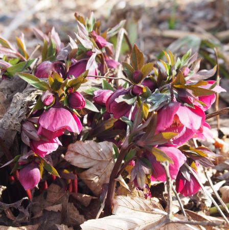 Nieswurz (Helleborus orientalis)