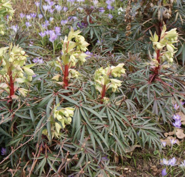 Nieswurz, Stinkende (Helleborus foetidus) 