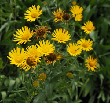 Ochsenauge (Buphtalmum salicifolium) 