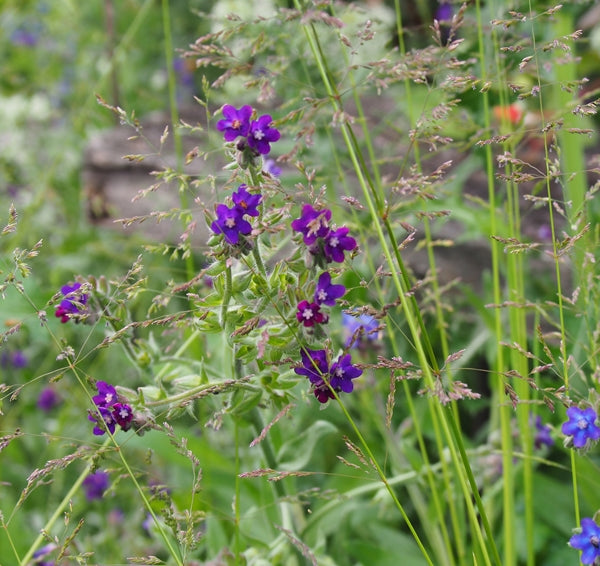 Ochsenzunge (Anchusa officinalis) 