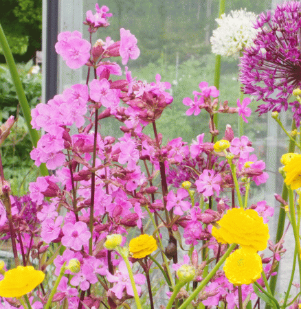 Pechnelke (Silene viscaria)