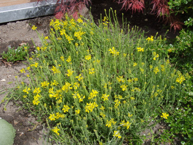 Pfeilginster (Genista sagittalis)