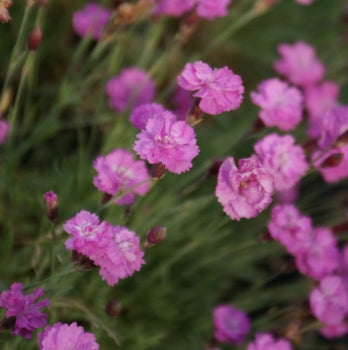 Pfingst-Nelke "Rosa Juwel" (Dianthus gratianopolitanus)