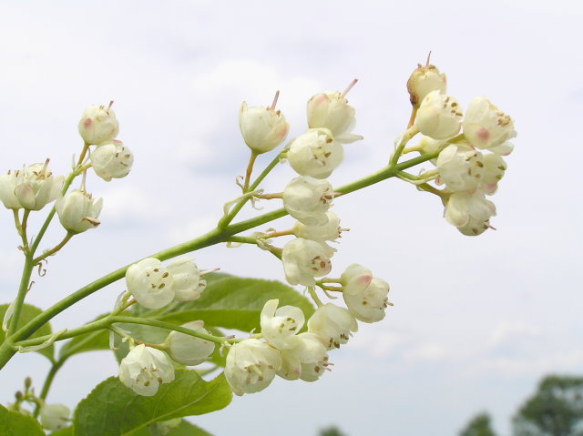 Pimpernuss (Staphylea pinnata)