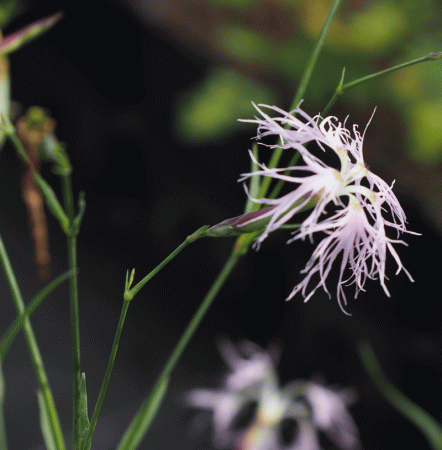 Prachtnelke (Dianthus superbus) "Bio"