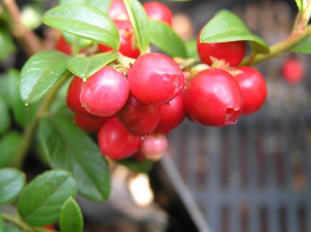 Preiselbeere (Vaccinium vitis-idaea)