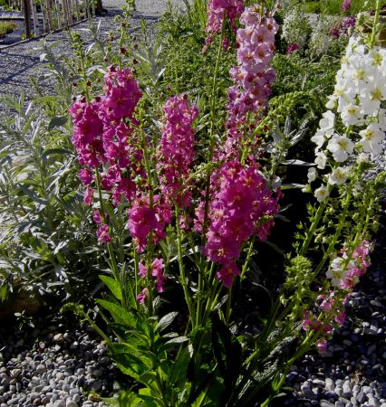 Purpur-Königskerze (Verbascum phoeniceum)