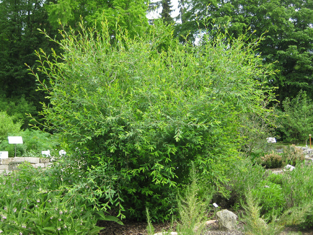 Purpur-Weide (Salix purpurea)