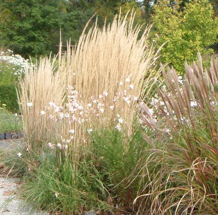 Reitgras "Karl Foerster" (Calamagrostis x acutiflora) 