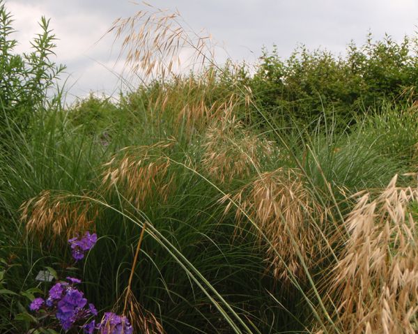 Riesen-Federgras (Stipa gigantea