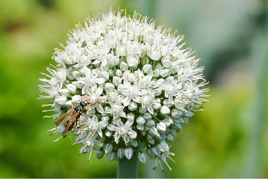 Riesenzierlauch "Allium Mount Everest" (A9046-15) "Bio"