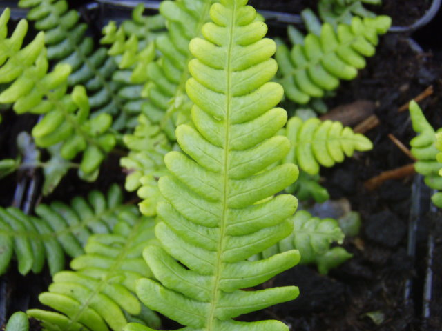 Rippen-Farn (Blechnum spicant) 