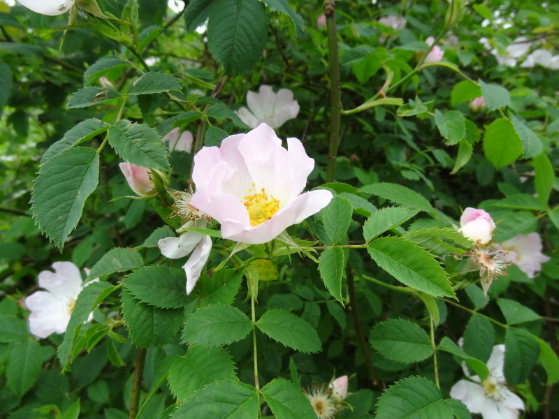 Hundsrose (Rosa canina)