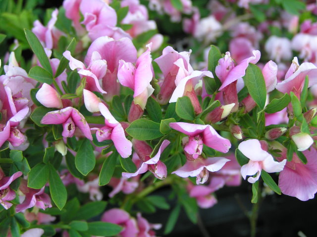 Rosenginster (Cytisus purpureus)