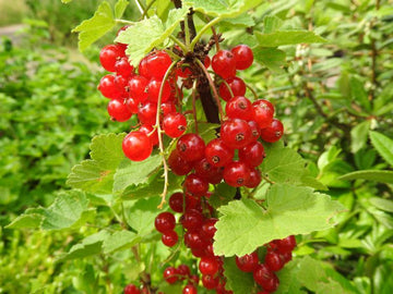 Rote Johannisbeere "Rovada" (Ribes rubrum)