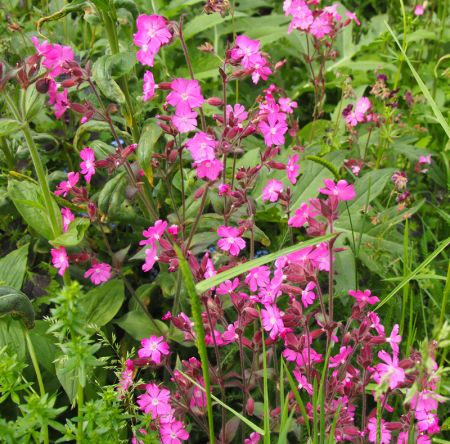 Rote Lichtnelke (Silene dioica) 