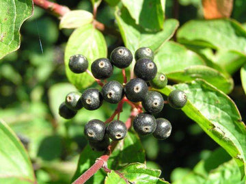 Roter Hartriegel (Cornus sanguinea)