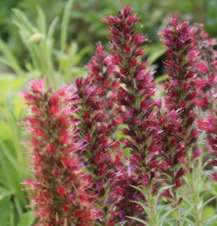 Roter Natternkopf (Echium russicum)