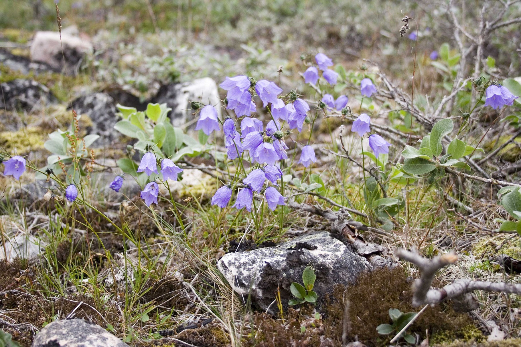 Rundblättrige Glockenblume (Campanula rotundifolia) 