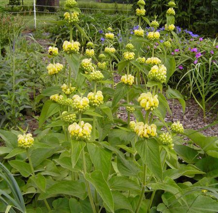 Russel-Brandkraut (Phlomis russeliana)