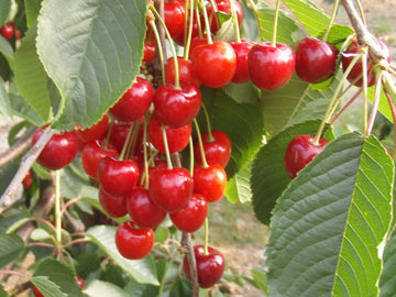 Süßkirsche "Schneiders Späte Knorpelkirsche"