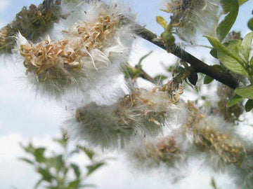 Sal-Weide 'weiblich' (Salix Caprea)