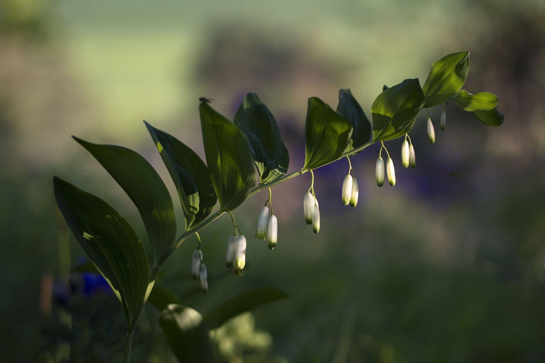 Salomonsiegel  "Ramosissimum" (Polygonatum multiflorum)