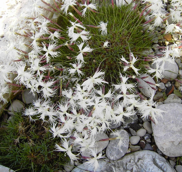 Sand-Nelke (Dianthus arenarius