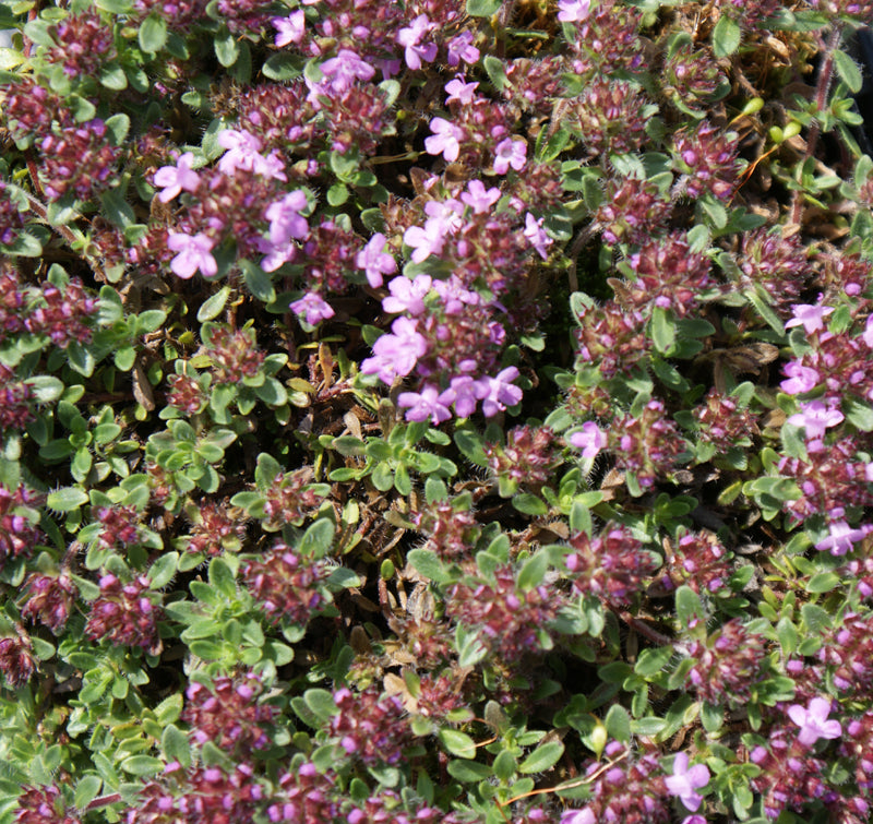 Sand-Thymian (Thymus serpyllum)