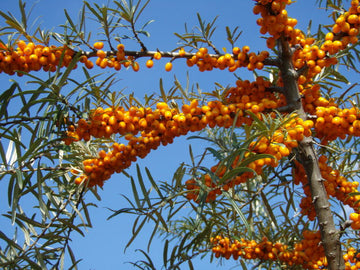 Sanddorn 'weiblich' "Leikora" (Hippophae rhamnoides)