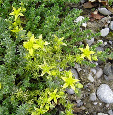 Scharfer Mauerpfeffer (Sedum acre)