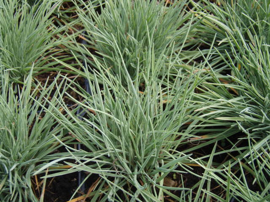 Schillergras (Koeleria glauca) "Bio"