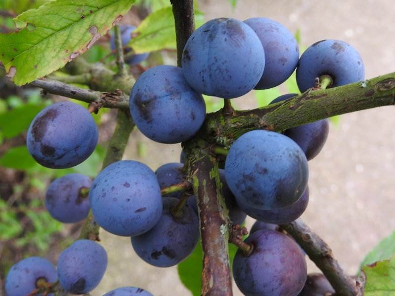 Schlehdorn (Prunus spinosa)