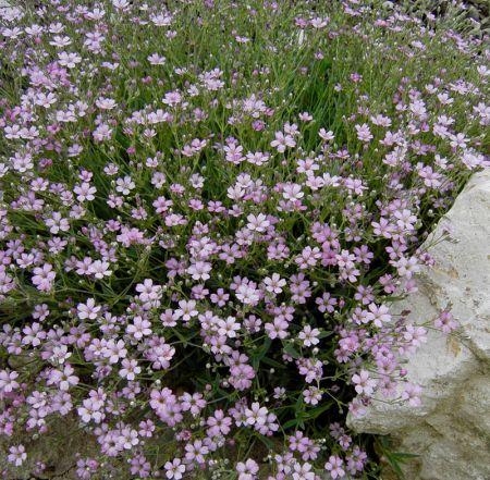 Schleierkraut "Rosea" (Gypsophila repens) "Bio"