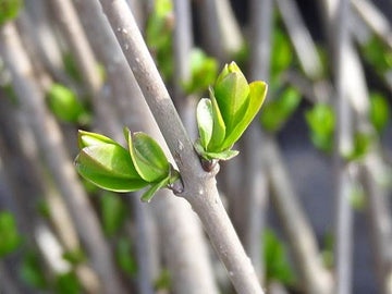 Schnitthecke Liguster (Ligustrum vulgare)