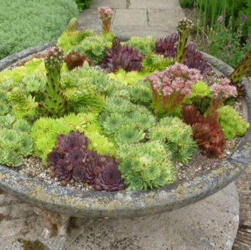 Sempervivum Kollektion