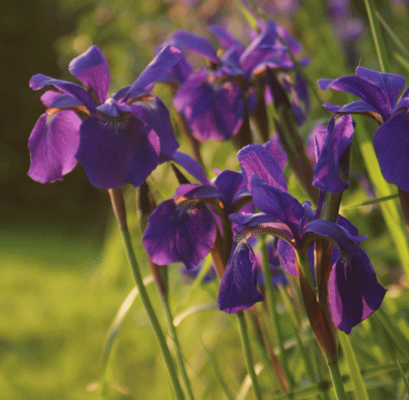 Sibirische Wiesen-Iris (Iris sibirica) 