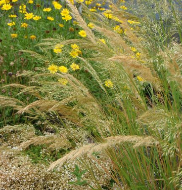 Silberährengras (Stipa calamagrostis) 