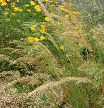 Silberährengras (Stipa calamagrostis) "Bio"