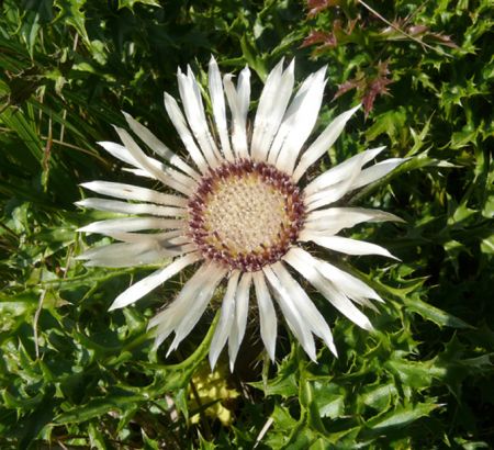 Silberdistel (Carlina acaulis) 