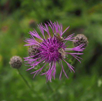 Skabiosen-Flockenblume (Centaurea scabiosa) 