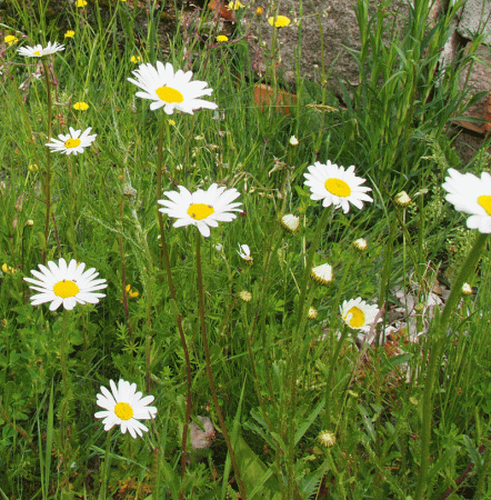 Sommer-Margerite (Leucanthemum vulgare)