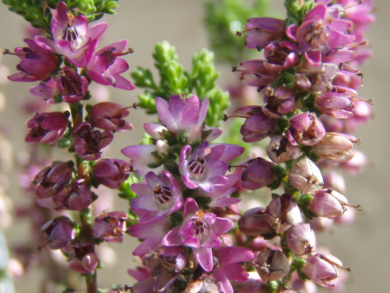 Sommerheide 'Jysk Naturform' (Calluna vulgaris)